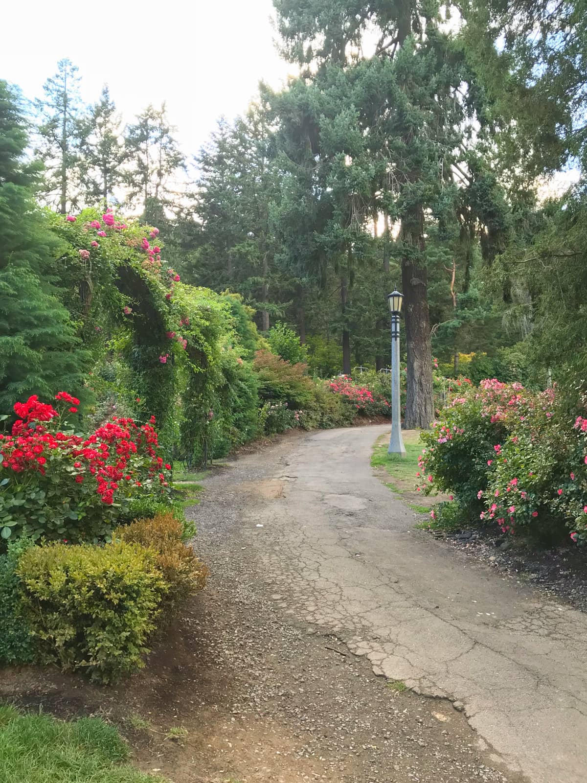 A concrete path going around a slight bend, with a lamp post to one side. There are different coloured rose arrangements in the bushes and hedges at the sides.