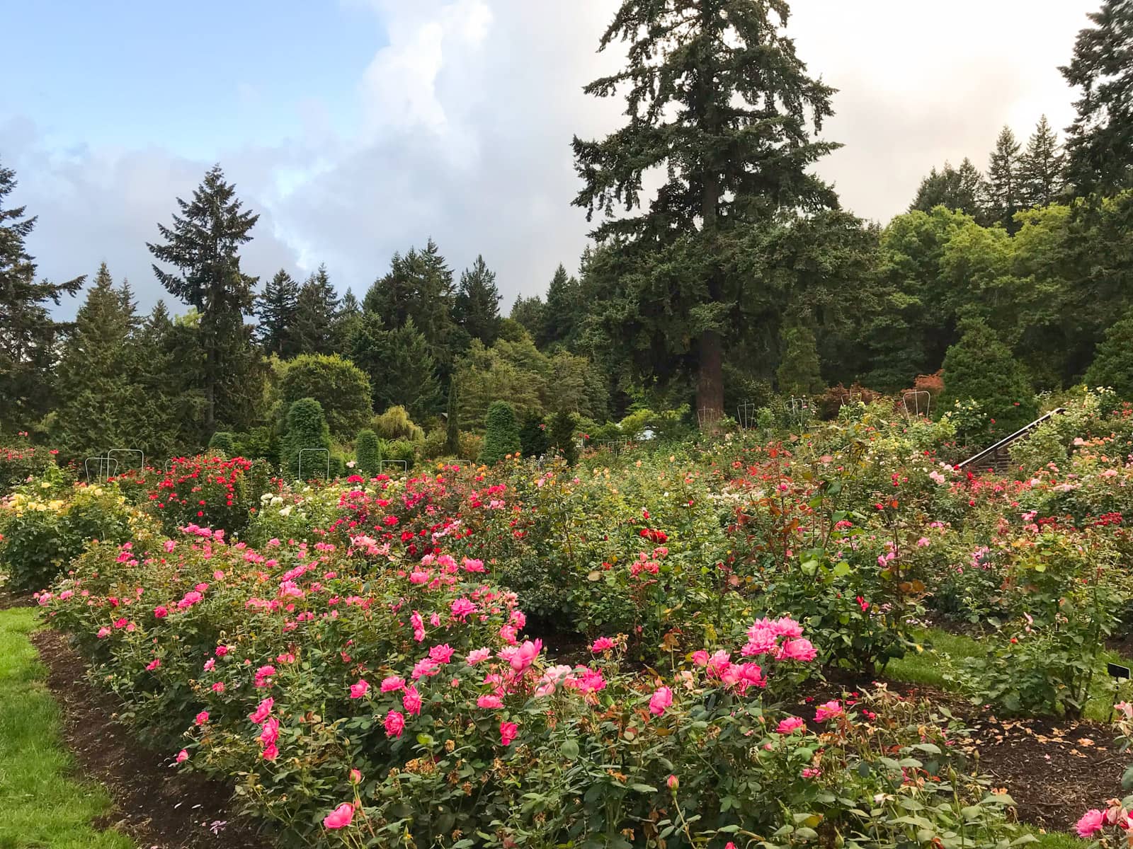 A large rose garden with many rose bushes planted tightly together, in various shades of red and pink