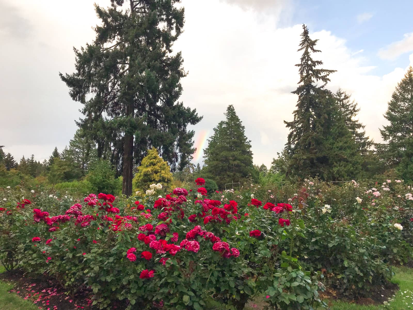 A rose garden with many red and deep pink roses. Big pine trees are visible in the background, with a small sliver of a rainbow appearing in the clouds between the trees