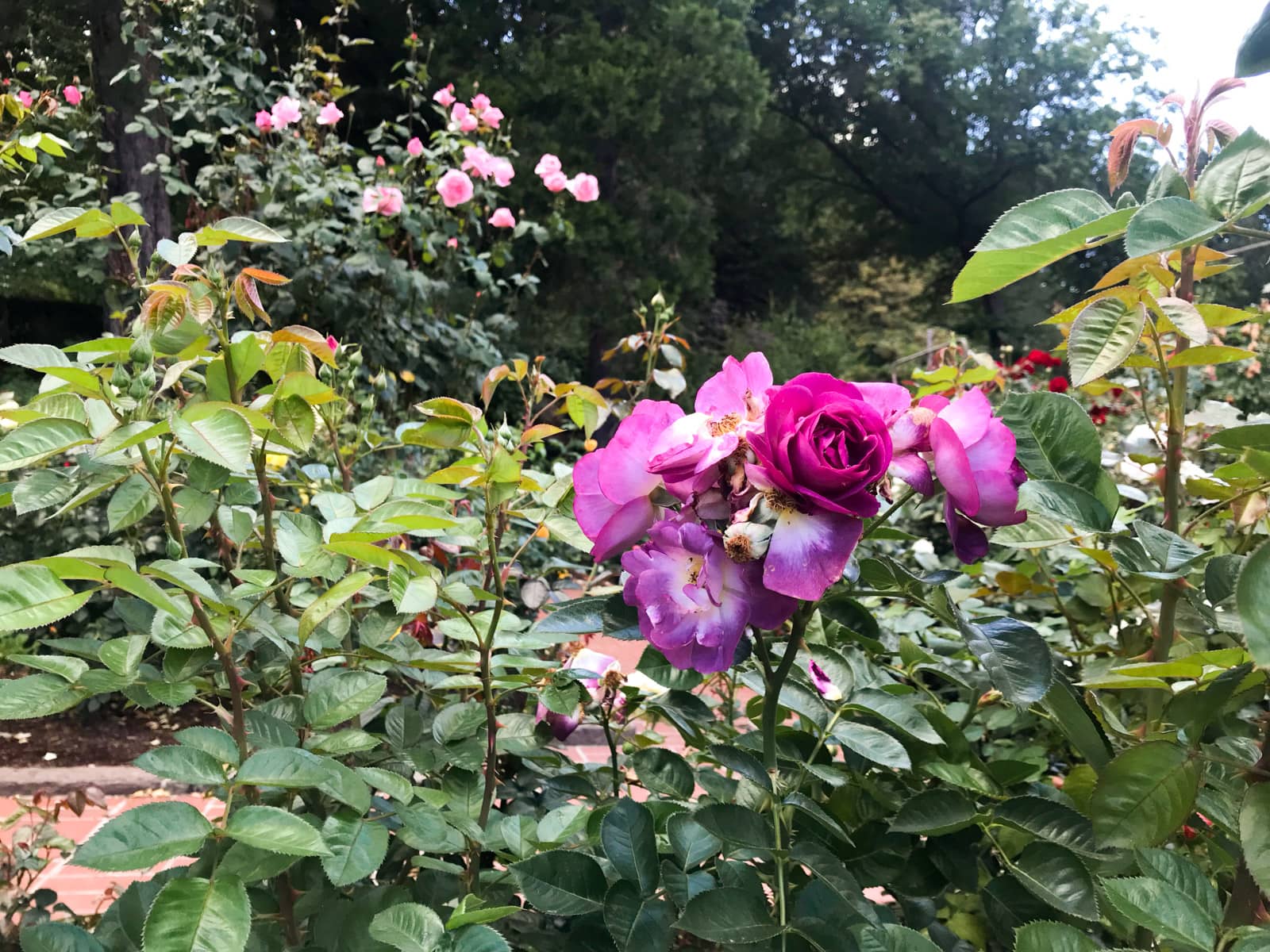 A close-up of some bright purple flowers amid growing leaves of roses.