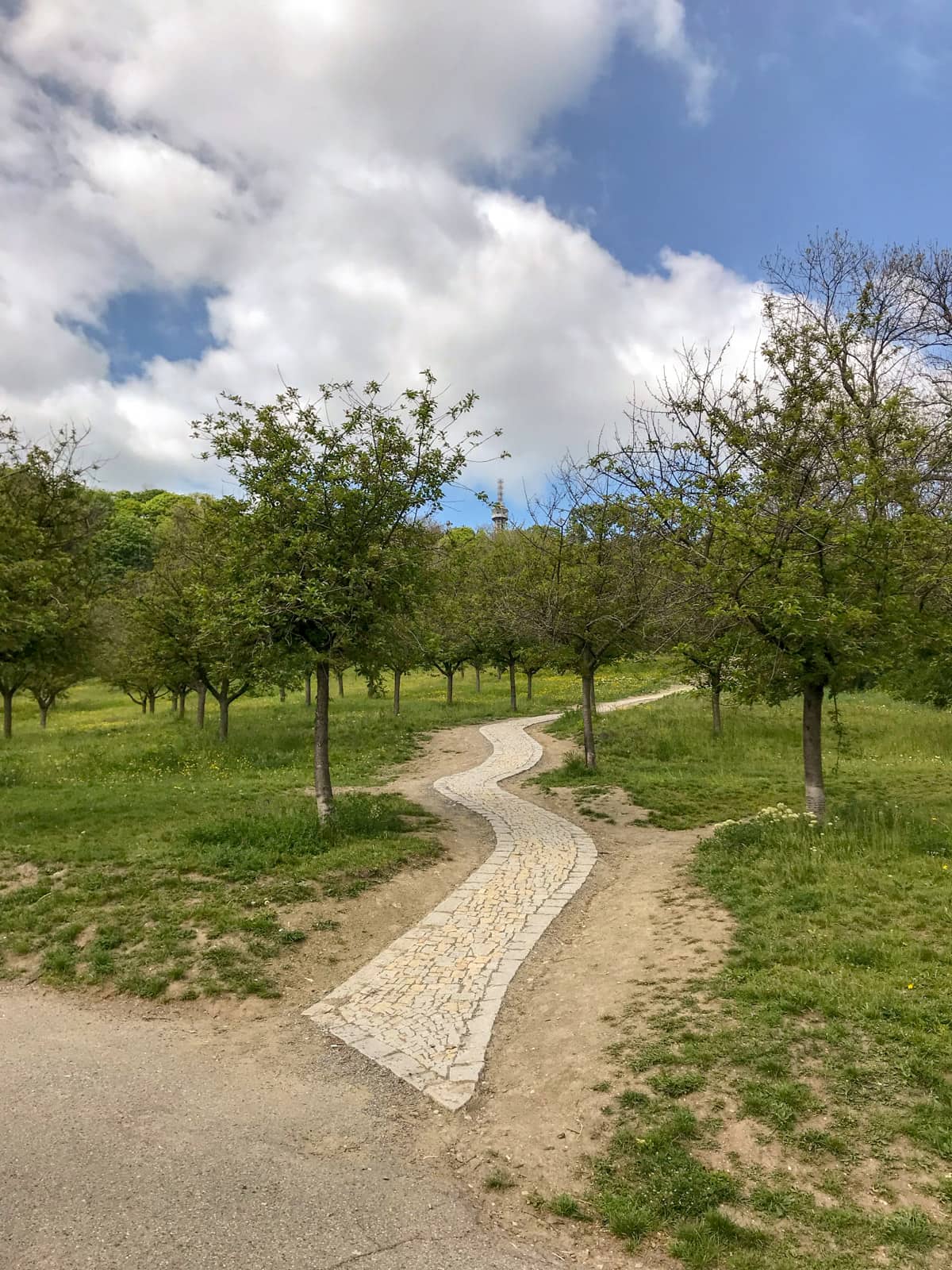 A curved paved path through trees, seen during the daytime