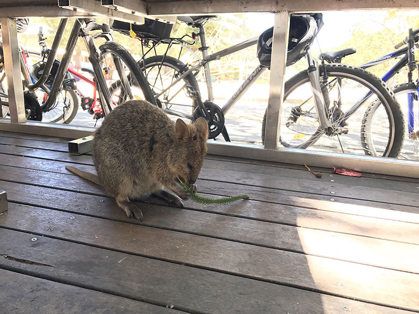 A quokka eating a plant around a seating area
