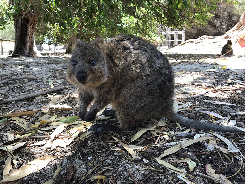 A quokka up close, looks like it is smiling
