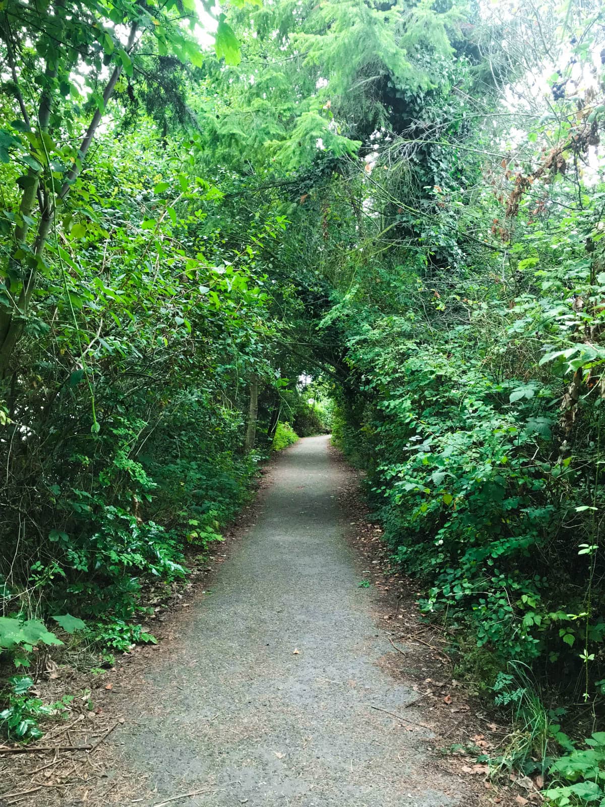 A view down a walking trail with green trees and bushes on either side.