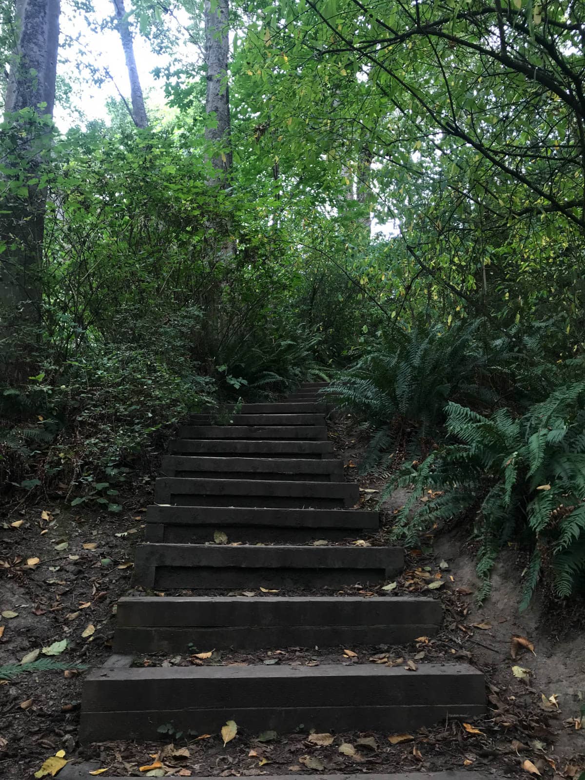 Wooden stairs as part of a walking trail, leading upwards. The canopy provides adequate shade.