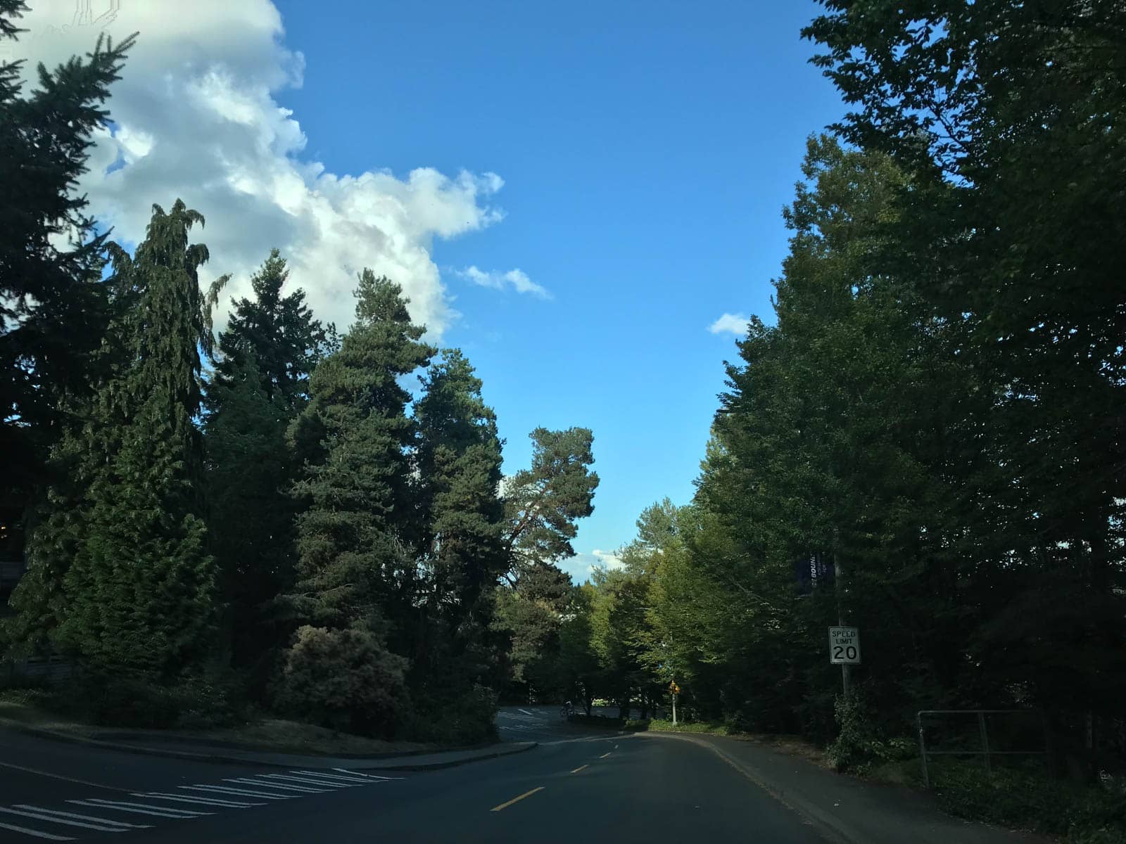 A road edged by very tall and very green trees. There are blue skies. A crosswalk can be seen on the left.