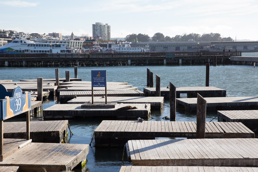 A series of large wooden rectangular floats on water. A boardwalk can be seen in the distance. A sea lion can be seen sitting on one wooden float.