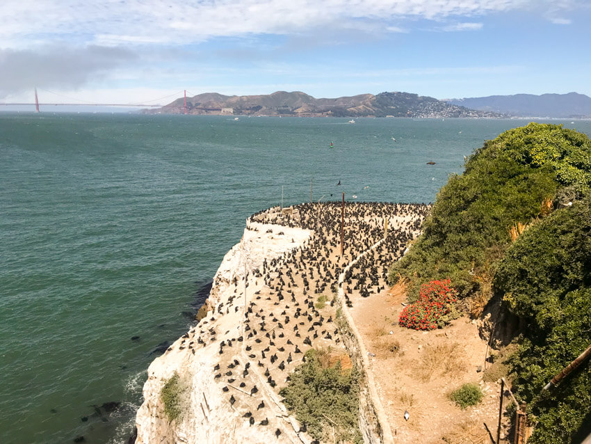 A high view of the yellow cliff face on an island, hundreds of black birds gathered on the cliff face. In the background is the green ocean on a slightly cloudy day.