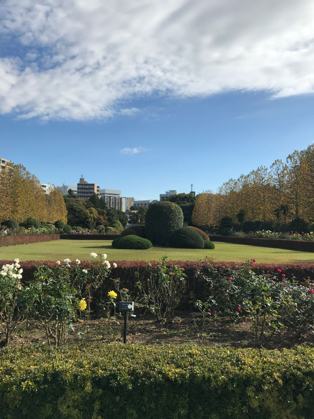 Big dark green hedges in the middle of an area of light green grass, bordered by more hedging and planted roses that are slowly blooming. The city is visible in the background and the sky is blue with some distinct white clouds