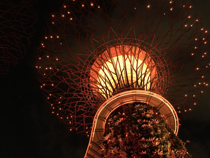 Close up from the foot of a supertree at night