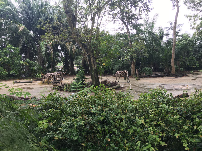 Zebras having a drink