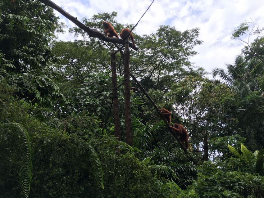 Chimpanzees climbing up some branches