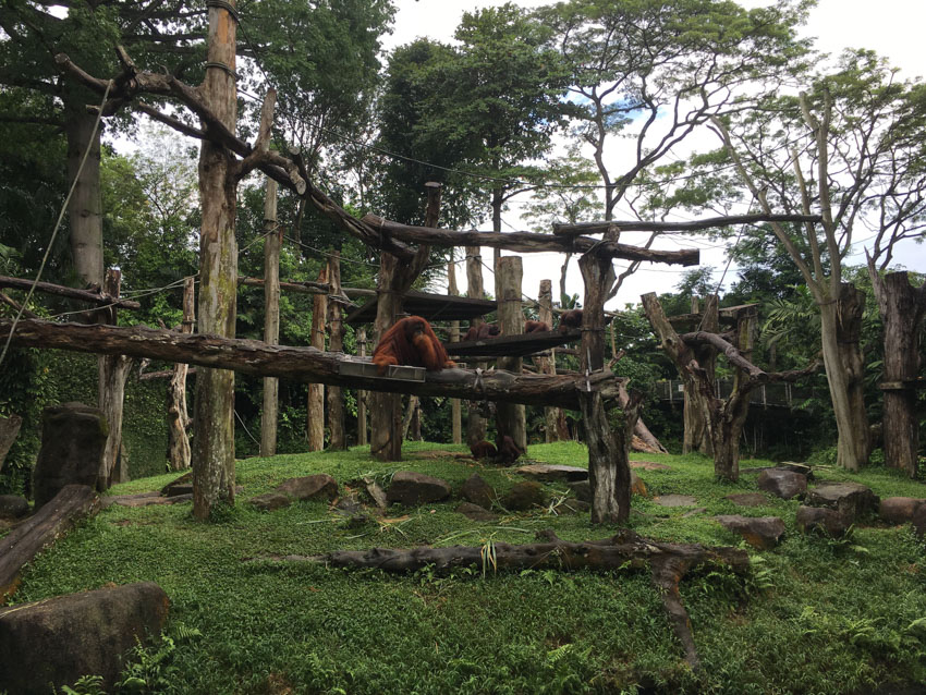 A chimpanzee sitting on a big log