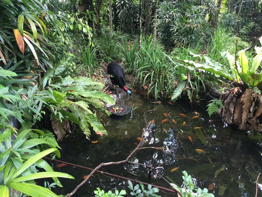 A cassowary with blue and red around its head and neck