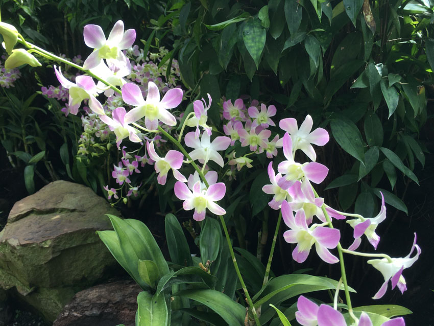 Light purple orchids inside the Botanic Gardens