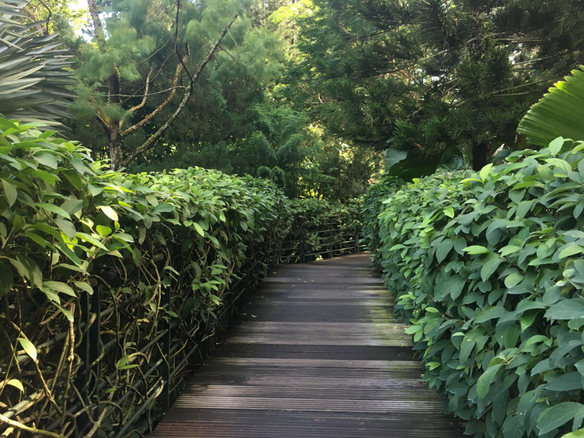 A lovely wooden walkway with many leaves