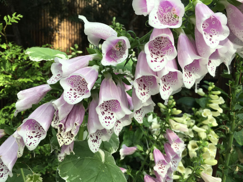 Some lovely pale flowers