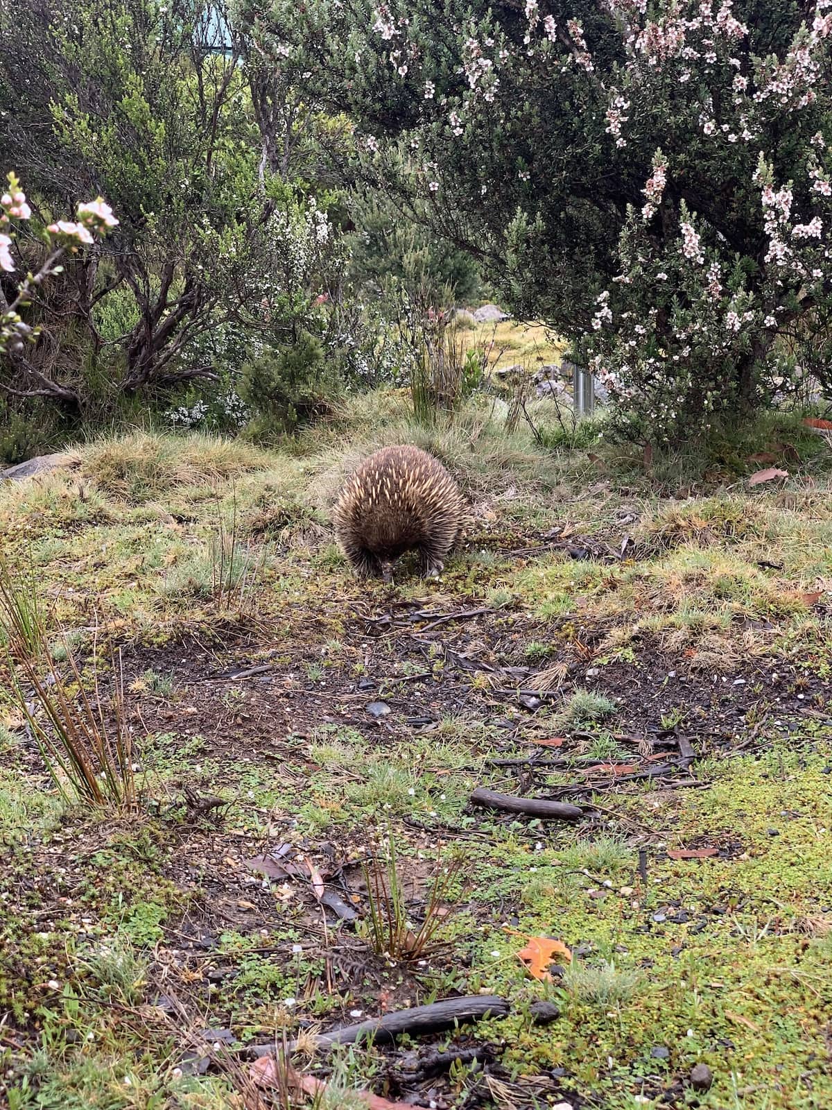 An echidna in grass, with its beak in the ground