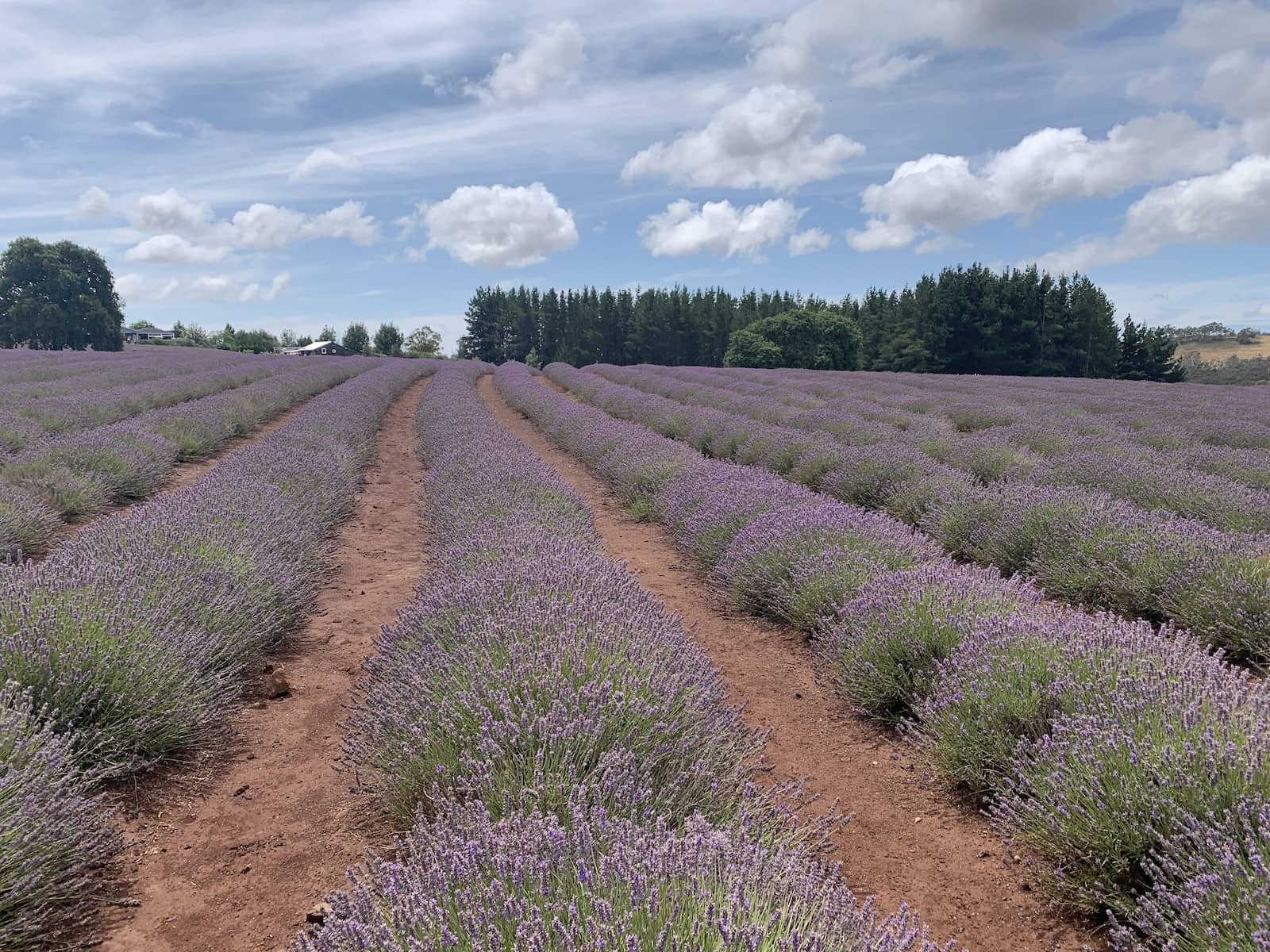 Rows of fresh lavender extending into the distance, with a blue cloudy sky