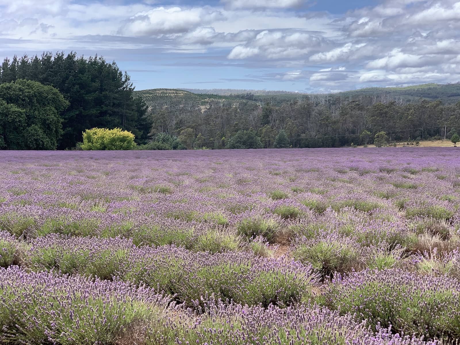 Another view of the lavender fields from previous photos, but photographed to all appear more closely planted