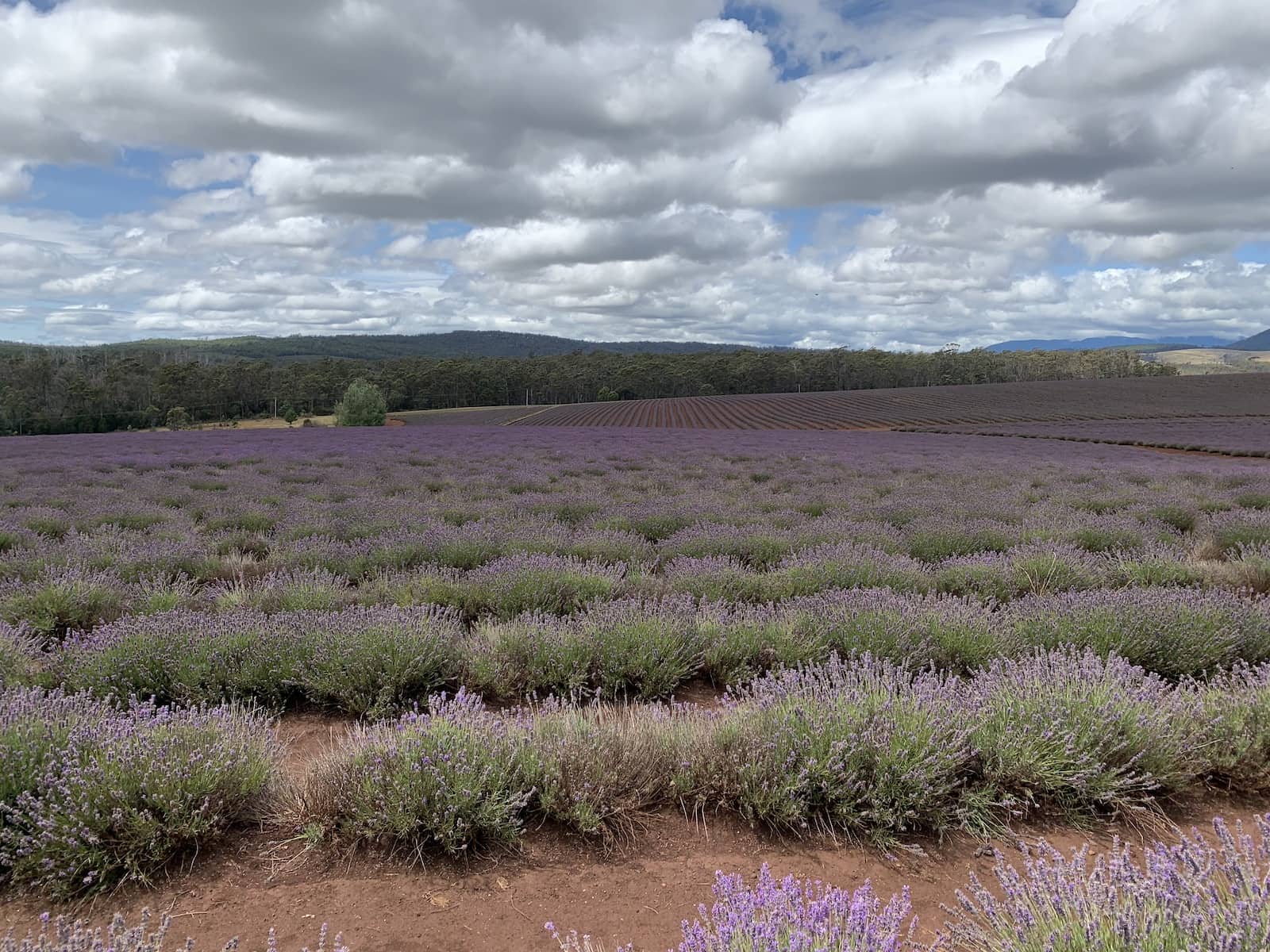 Rows of fresh lavender showing more plots of lavender in the distance