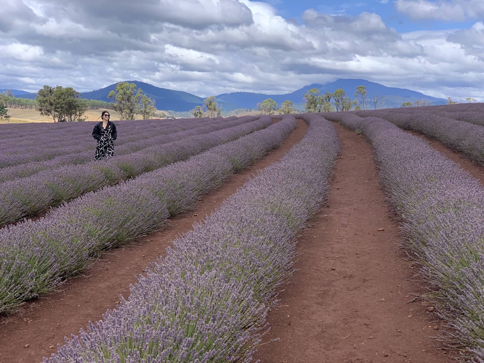 More distinct rows of lavender, with a woman in a black patterned jumpsuit just behind one of the rows