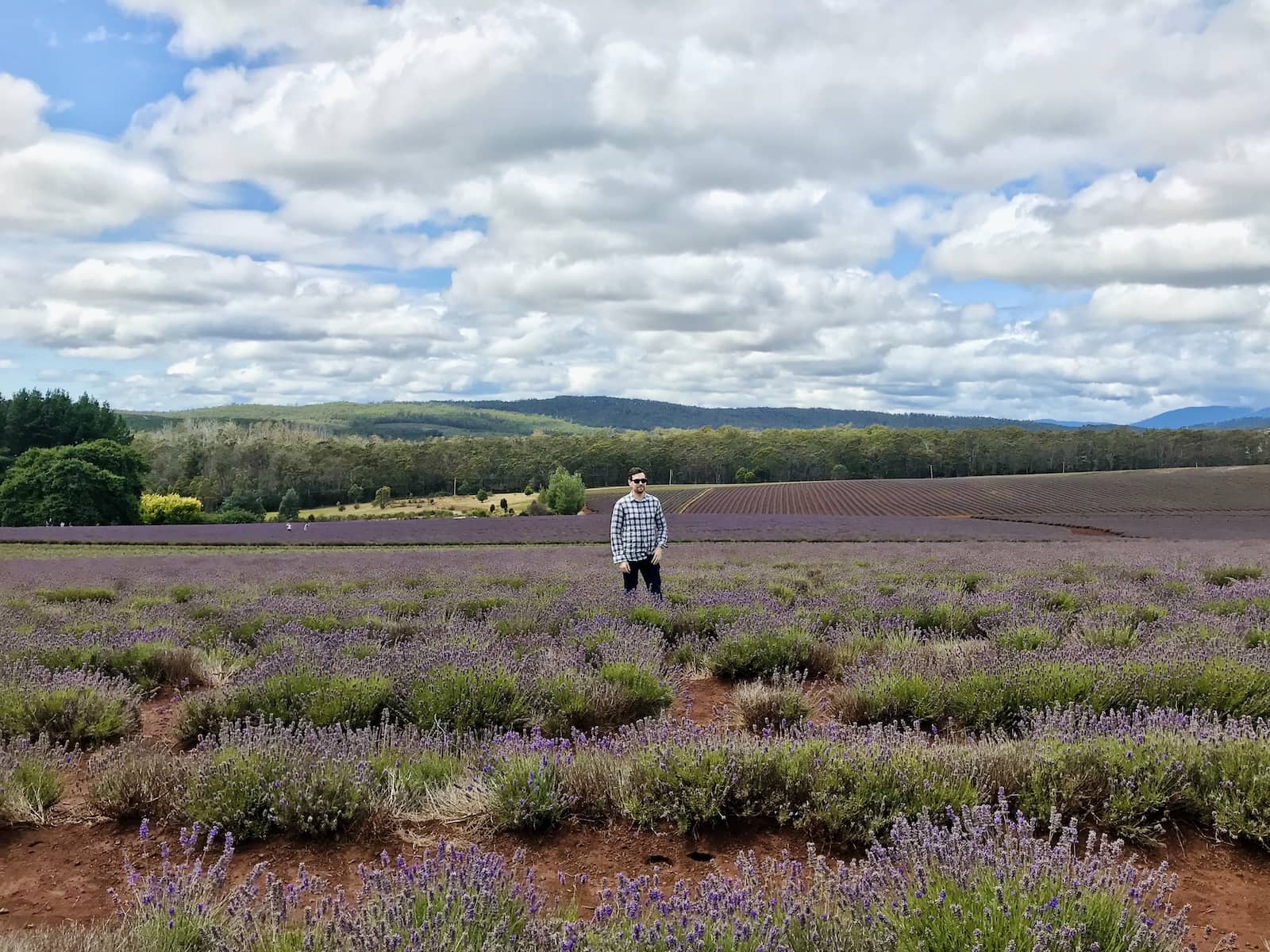 A man wearing a plaid shirt, wearing sunglasses, and a hand in his pocket, standing in a very big lavender field. The sky is blue but full of clouds