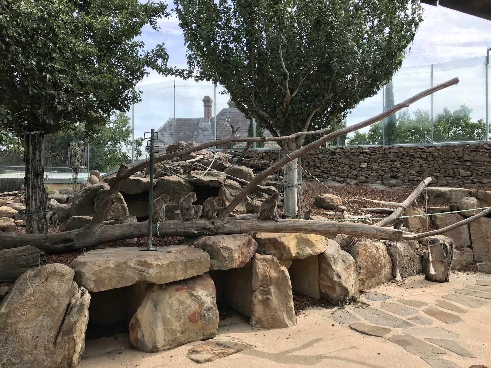 A caged-off area with some trees and some small monkeys climbing around