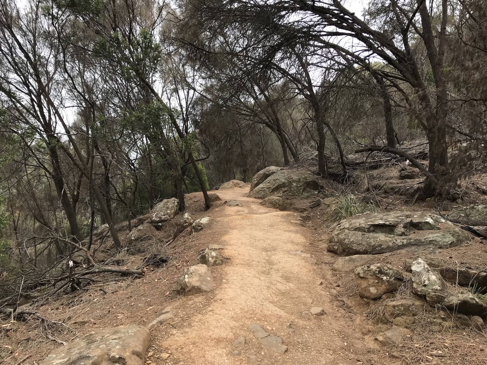 A rough dirt path, part of a hike