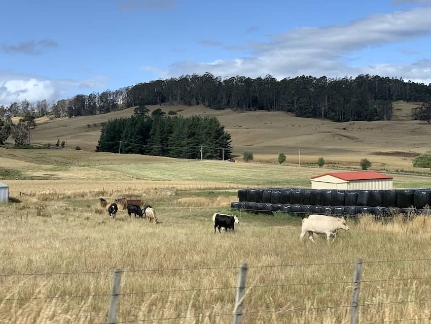 Some animals on farm property with some fences visible.