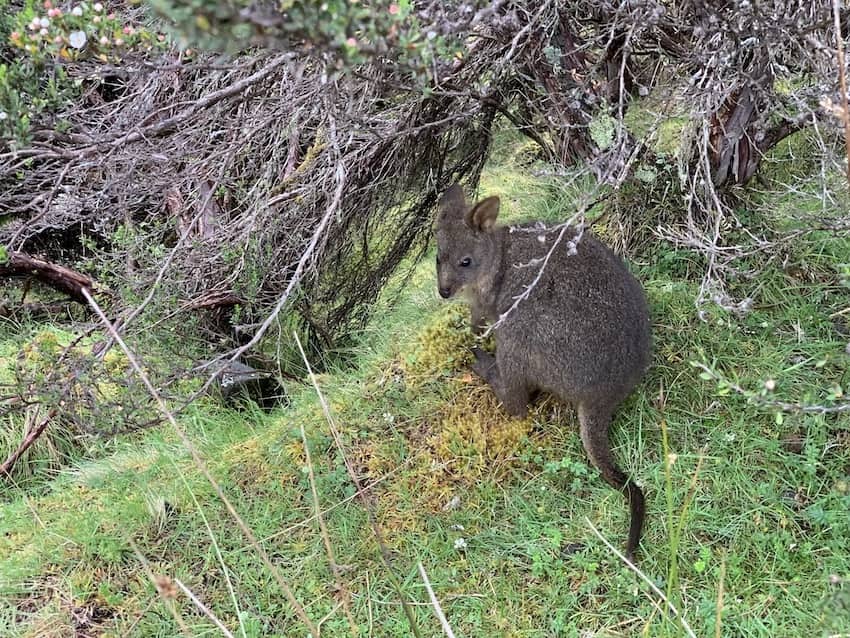 A small wallaby on a grass, just beneath some barren shrub