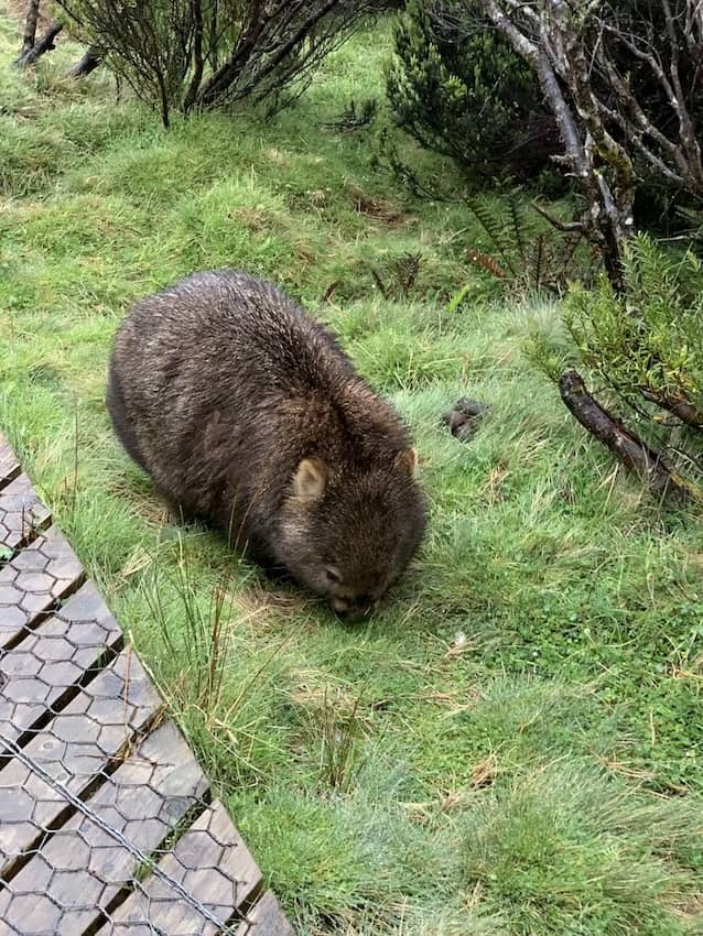 A wombat nibbling at grass