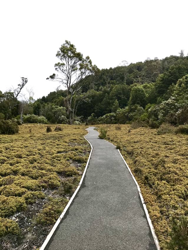 A concrete path running between yellow grass, in the distance are many green trees