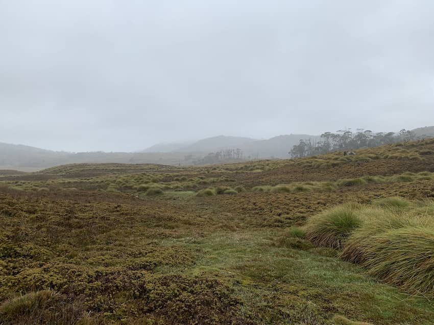 A wet, mossy-looking landscape on a rainy day