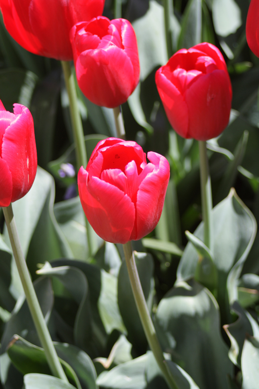 Tulip Time