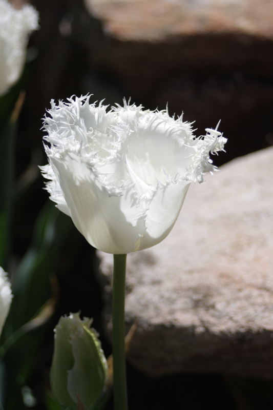 Tulip Time