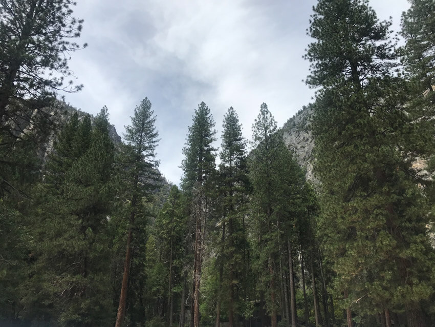 A low angle shot of tall, thin, pointed trees.