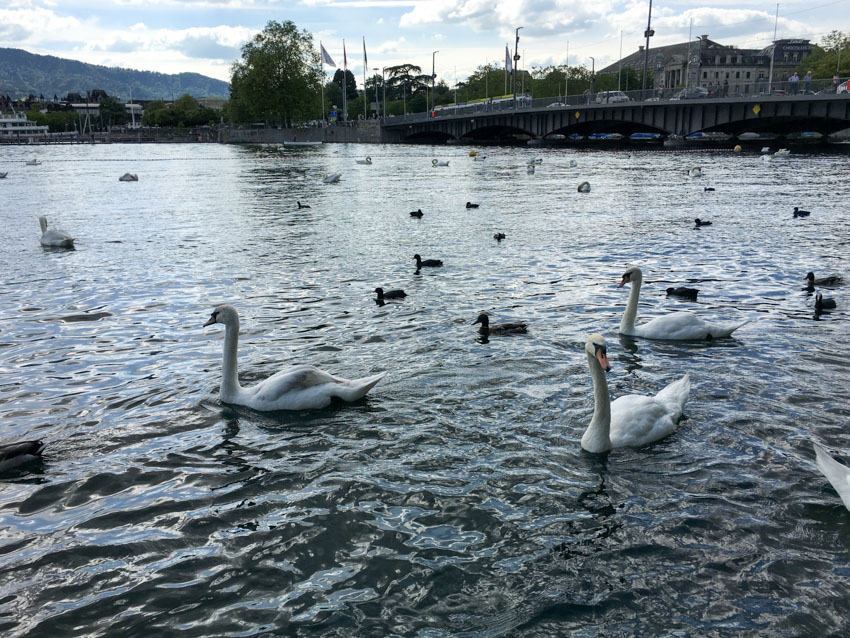 A large group of swans and ducks on the water