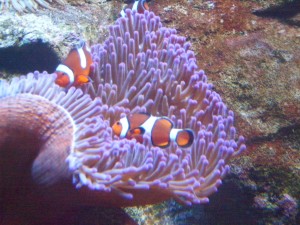 Clownfish