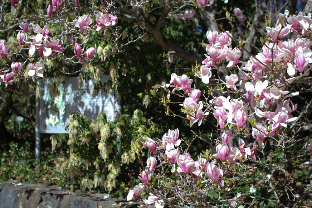 Botanic Gardens