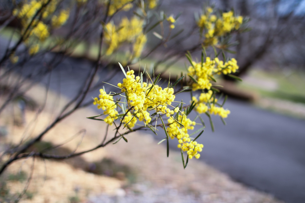 Botanic Gardens