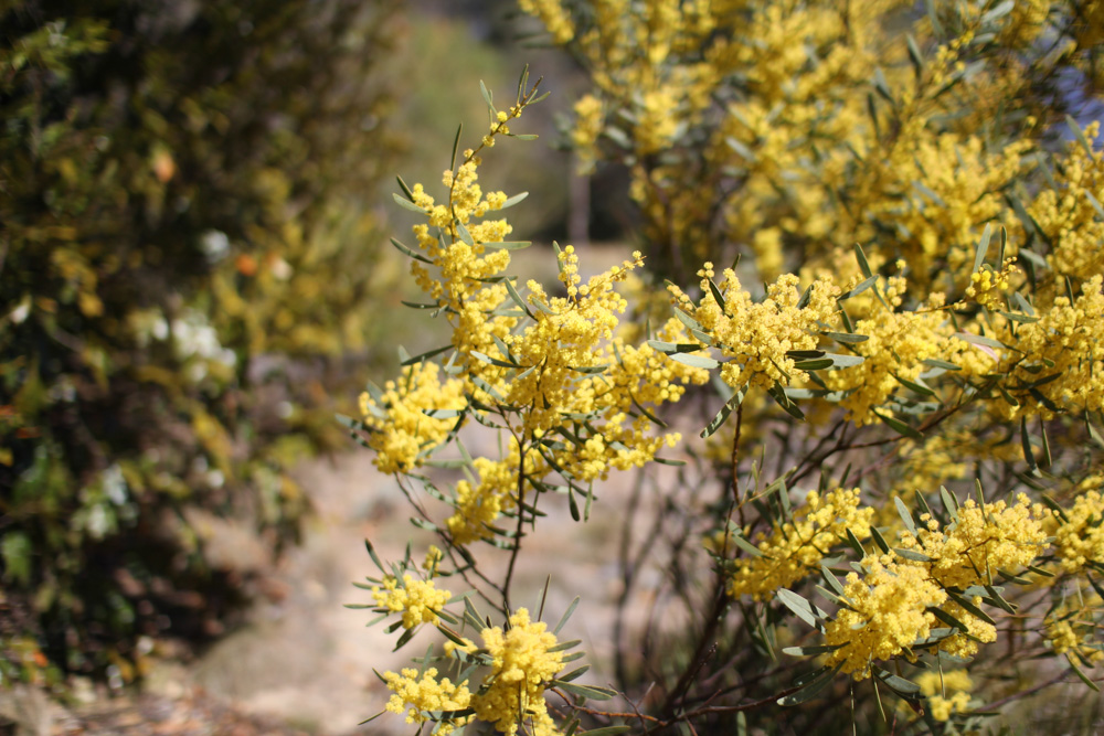 Botanic Gardens