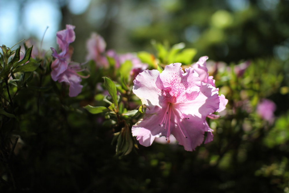 Botanic Gardens