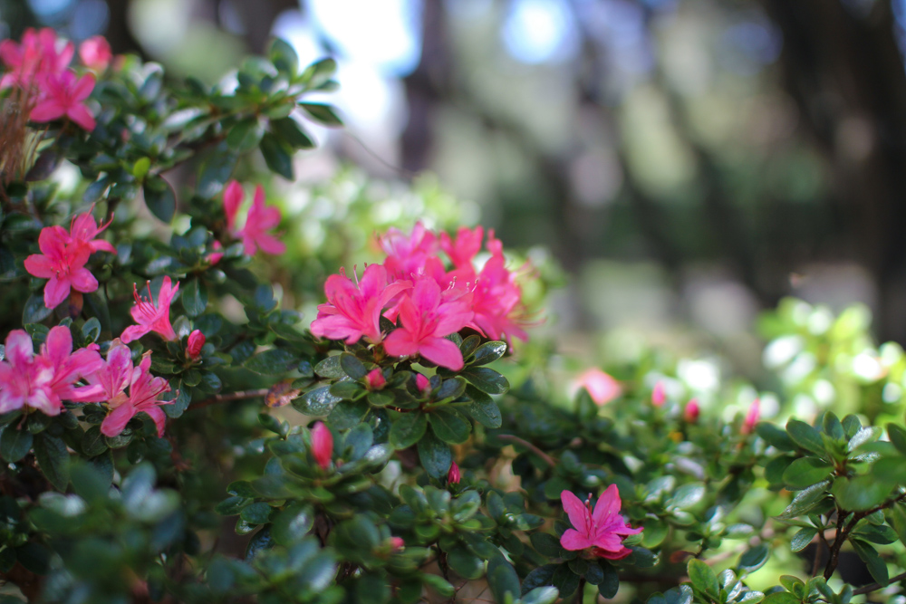 Botanic Gardens