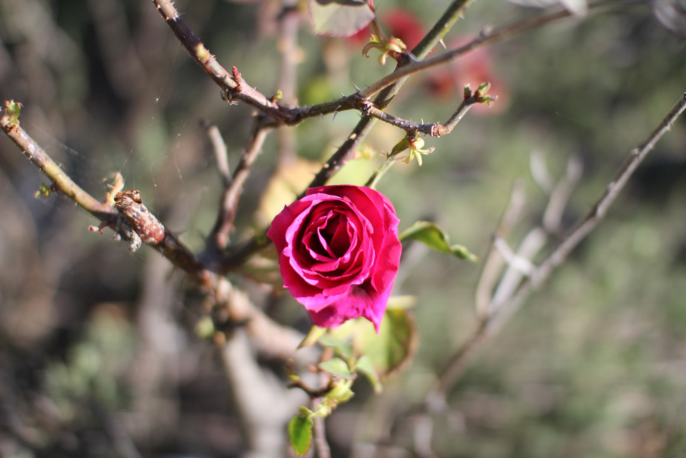 A macro close-up photo of a pink-red rose amongst cobwebs