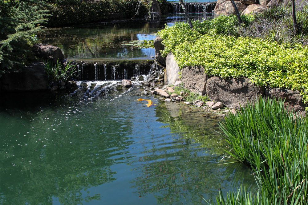 Oriental Garden with koi