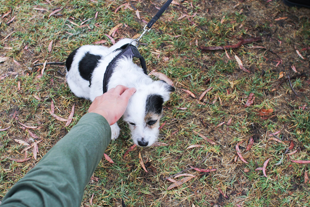 What a cute dog! There was also a dog show at the festival.