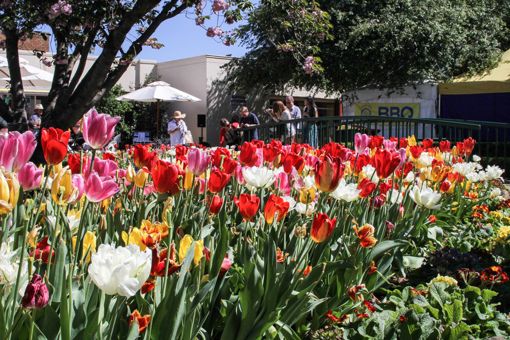 Tulips by the bridge