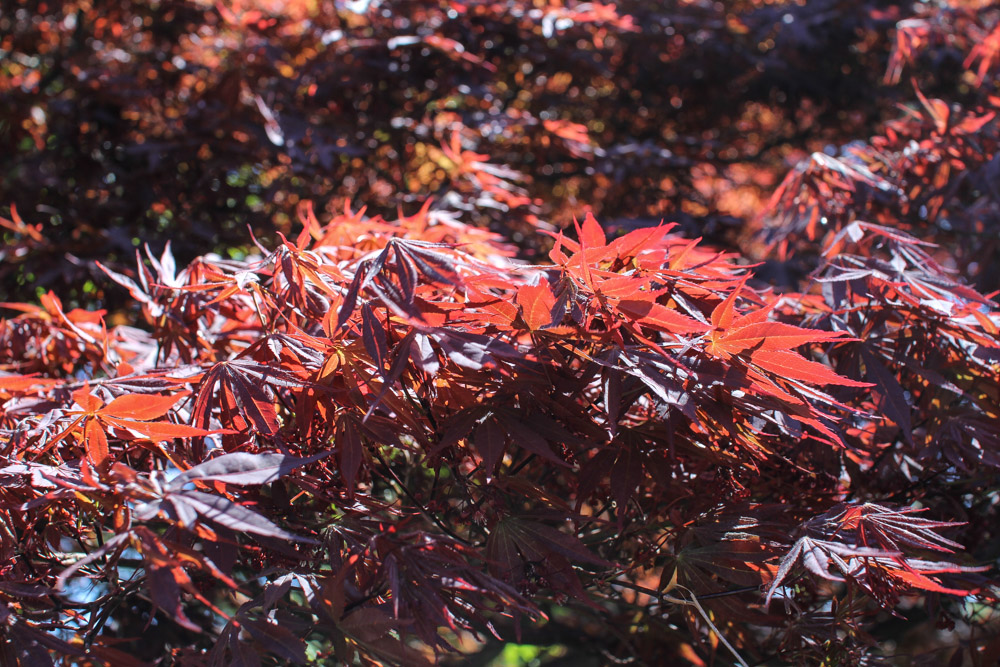 A closer shot of one of the autumn trees