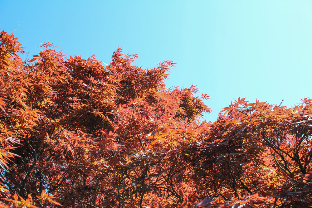 It’s actually spring. Some leaves against the sky